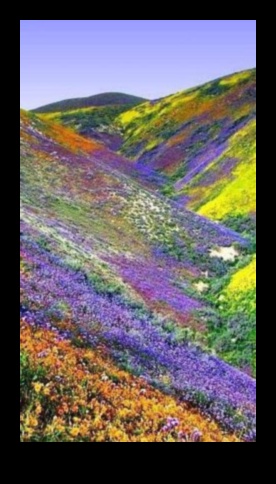 الانسجام في الطبيعة: مجموعة من المناظر الطبيعية الهادئة