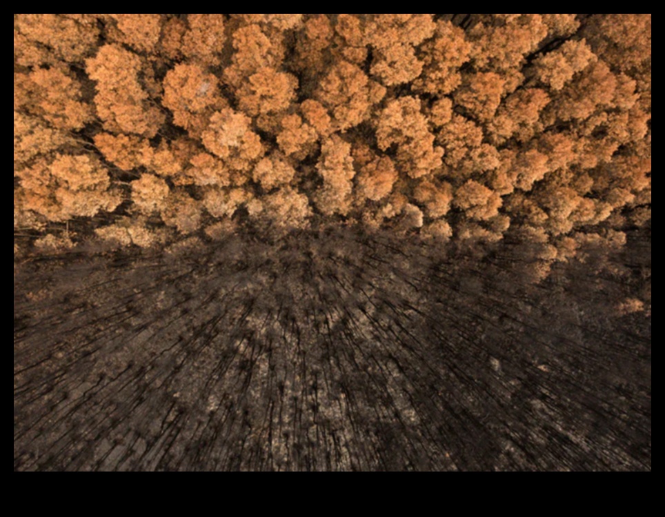 منحوتة من الطبيعة: روعة تصوير المناظر الطبيعية