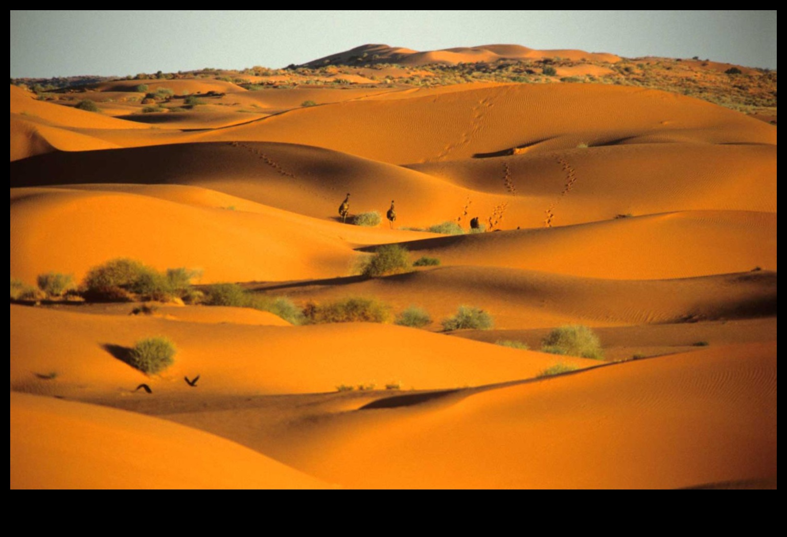 جاذبية المناظر الطبيعية الصحراوية