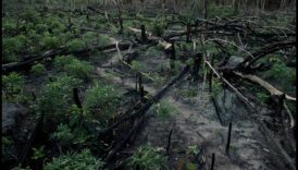 ما هو تأثير إزالة الغابات على المناظر الطبيعية الاستوائية؟