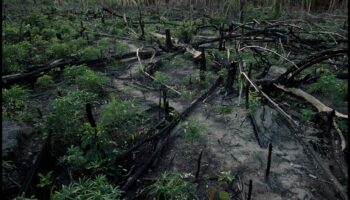 ما هو تأثير إزالة الغابات على المناظر الطبيعية الاستوائية؟