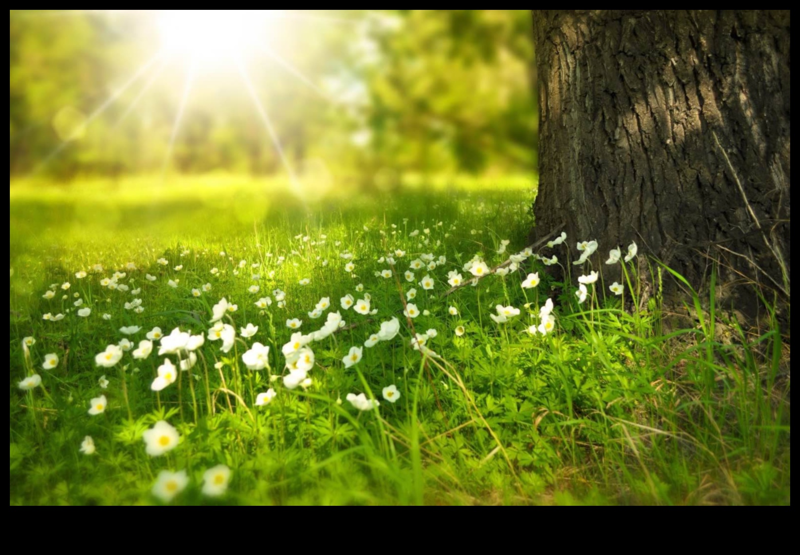 في حضن الأرض: احتفال بالمناظر الطبيعية الخصبة والهادئة